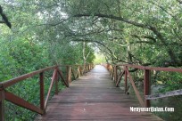 Hutan Mangrove Jembatan Cinta Batu Karas Pangandaran (7)